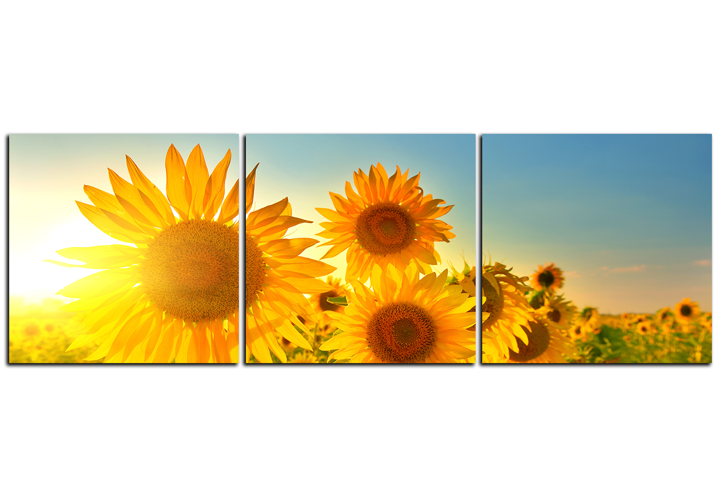 Obraz na plátně - Slunečnice v létě - panoráma